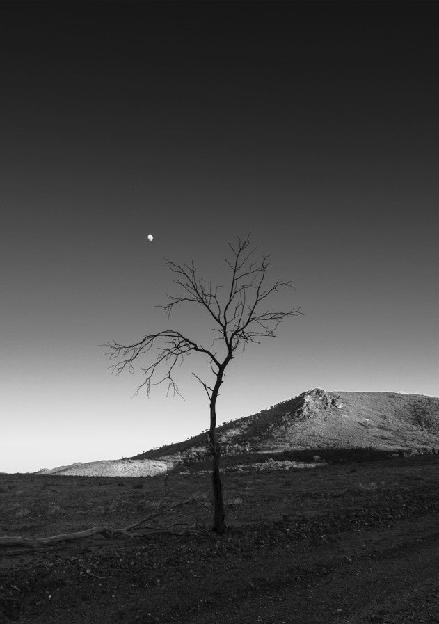 Warraweena - Moon Tree by Steven Scott