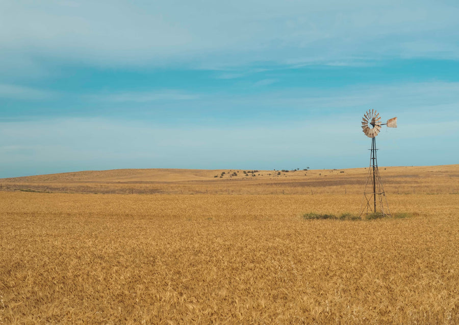 Wheat Field Windmill By Steve Scott