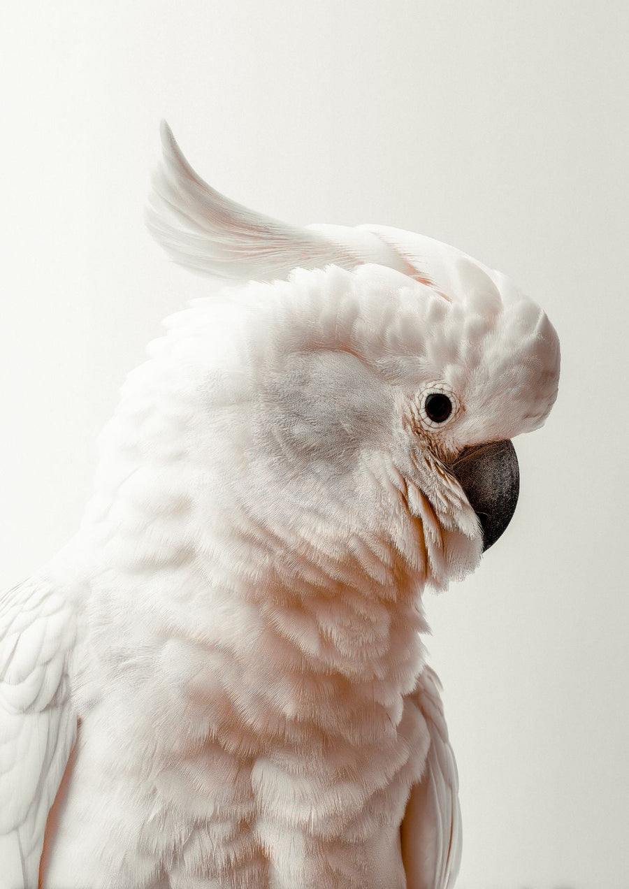 White Cockatoo Portrait